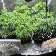 Tunaverse / Mambow Juice - regular seeds