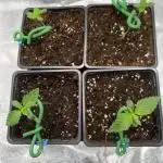 Tunaverse / Mambow Juice - regular seeds