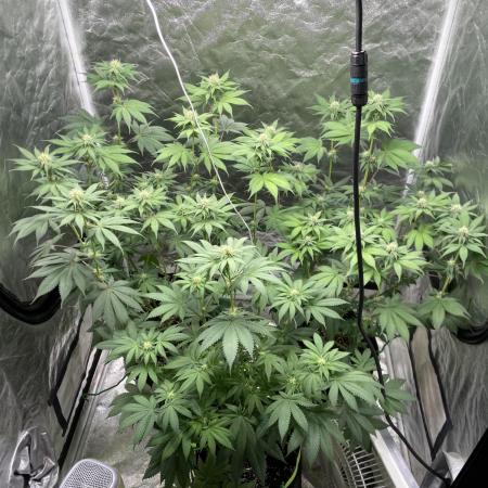 German Cookie Casket/Cherry Poppers grow