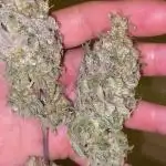 German Cookie Casket/Cherry Poppers grow
