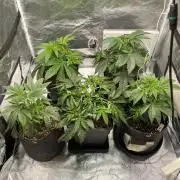 Tunaverse / Mambow Juice - regular seeds