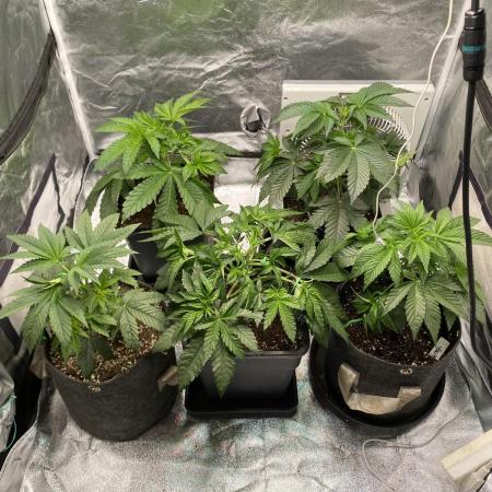 Tunaverse / Mambow Juice - regular seeds