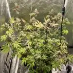German Cookie Casket/Cherry Poppers grow