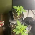 (Blue Zushi x Fish Food 3.0)regular seed