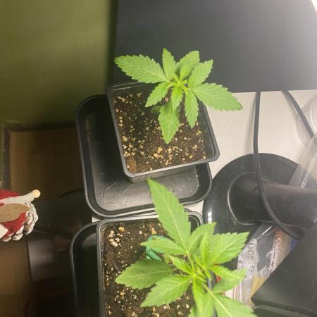 (Blue Zushi x Fish Food 3.0)regular seed