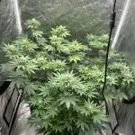 German Cookie Casket/Cherry Poppers grow