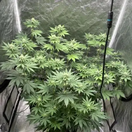 German Cookie Casket/Cherry Poppers grow