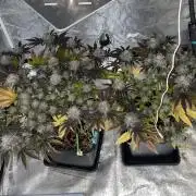 Mambow Juice (Mambaz x Rainbow Zangria)