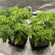 Tunaverse / Mambow Juice - regular seeds