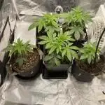 Tunaverse / Mambow Juice - regular seeds