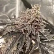 Mambow Juice (Mambaz x Rainbow Zangria)