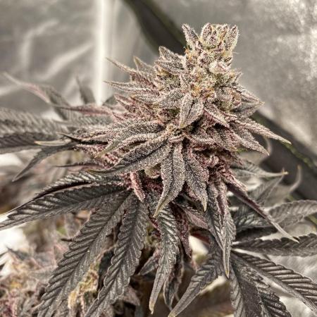 Mambow Juice (Mambaz x Rainbow Zangria)