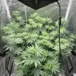 German Cookie Casket/Cherry Poppers grow
