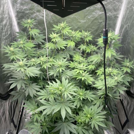German Cookie Casket/Cherry Poppers grow