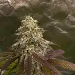 German Cookie Casket/Cherry Poppers grow