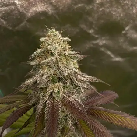 German Cookie Casket/Cherry Poppers grow