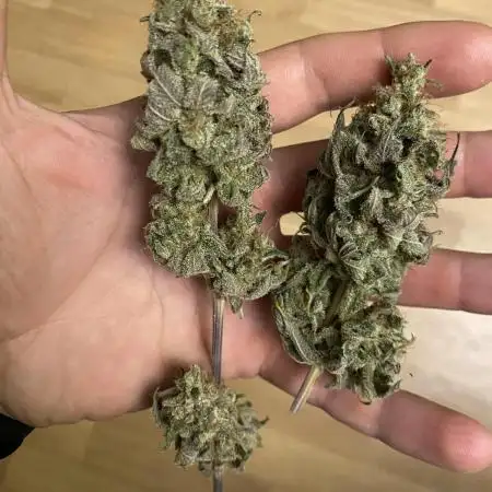 German Cookie Casket/Cherry Poppers grow