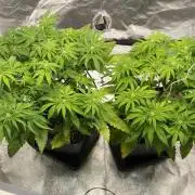 Tunaverse / Mambow Juice - regular seeds