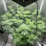 German Cookie Casket/Cherry Poppers grow