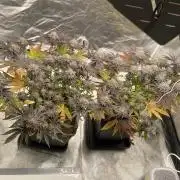 Mambow Juice (Mambaz x Rainbow Zangria)