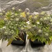 Mambow Juice (Mambaz x Rainbow Zangria)