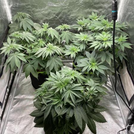 German Cookie Casket/Cherry Poppers grow