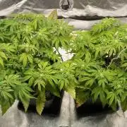 Tunaverse / Mambow Juice - regular seeds