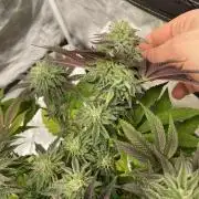 Mambow Juice (Mambaz x Rainbow Zangria)