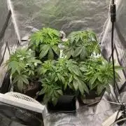 Tunaverse / Mambow Juice - regular seeds