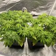 Tunaverse / Mambow Juice - regular seeds