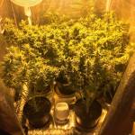 !! Granddaddy Purple !!