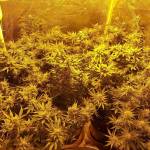 Super Skunk