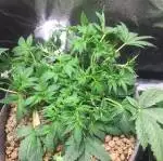 Moby dick xxl auto