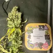 Seedsman Alaskan Purple Auto