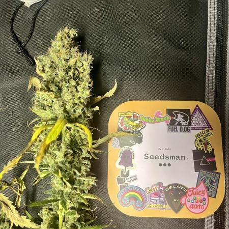 Seedsman Alaskan Purple Auto