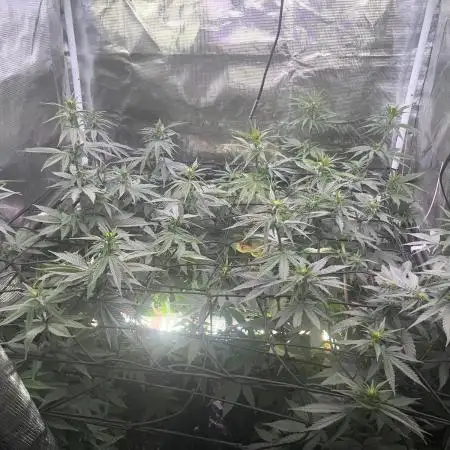 Humboldt PPD 
