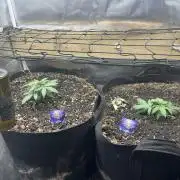 Eternity Cup Sticky Broccoli 🥦