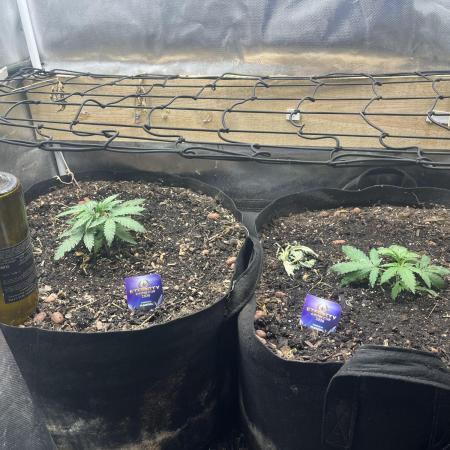 Eternity Cup Sticky Broccoli 🥦