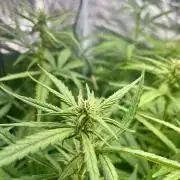 Seedsman Alaskan Purple Auto