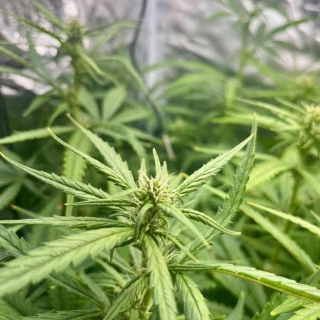 Seedsman Alaskan Purple Auto