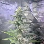 Humboldt PPD 