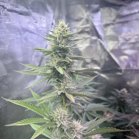 Humboldt PPD 