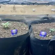 Eternity Cup Sticky Broccoli 🥦