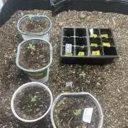 Eternity Cup Sticky Broccoli 🥦