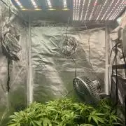 Seedsman Alaskan Purple Auto