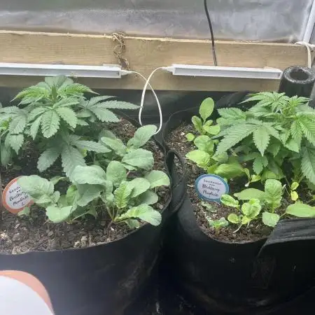 BMR living soil