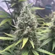 Seedsman Alaskan Purple Auto
