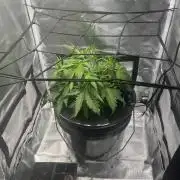 Seedsman Alaskan Purple Auto