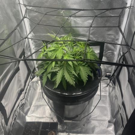 Seedsman Alaskan Purple Auto