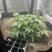 🖊️ Permanent Marker 🖊️